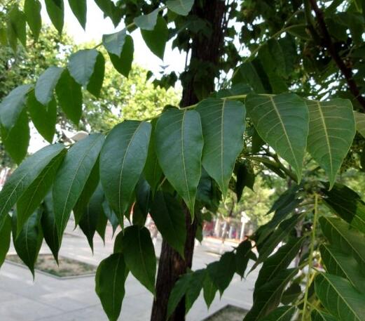 因椿树长寿,习惯常喻父亲.