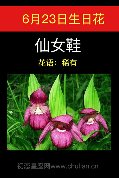6月23日生日花仙女鞋