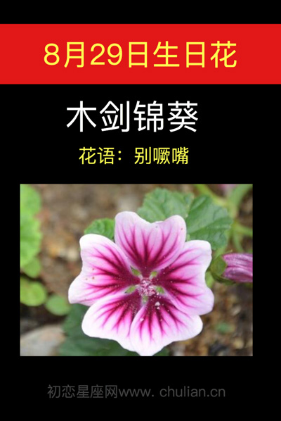8月29日生日花:木剑锦葵 8月29日生日花:木剑锦葵