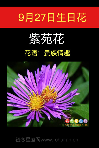 9月27日生日花紫苑花