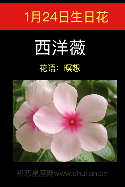 1月24日生日花西洋薇