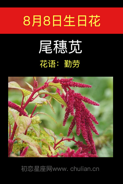 8月8日生日花尾穗苋