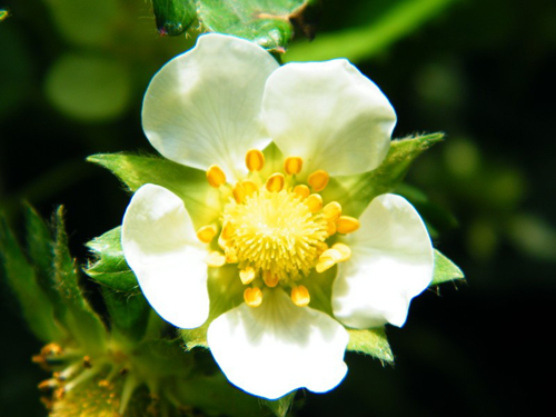 1月14日生日花无子草莓