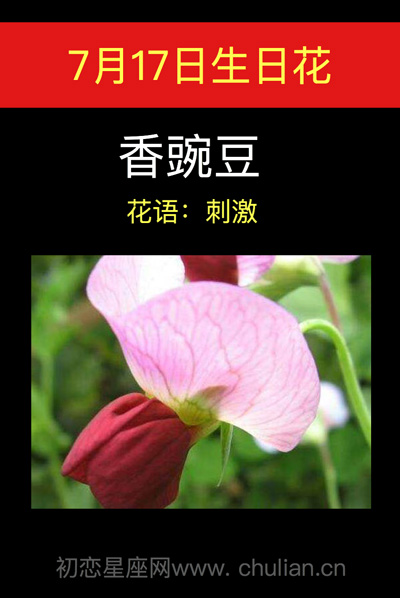 7月17日生日花:香豌豆 7月17日生日花:香豌豆