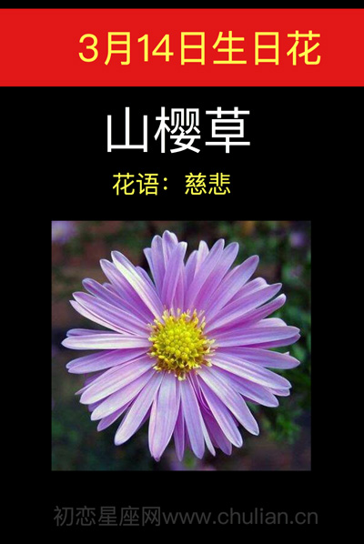 3月14日生日花山樱草