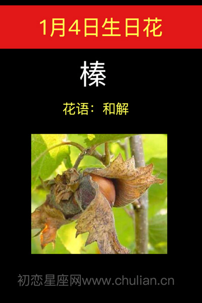 1月4日生日花花榛圣