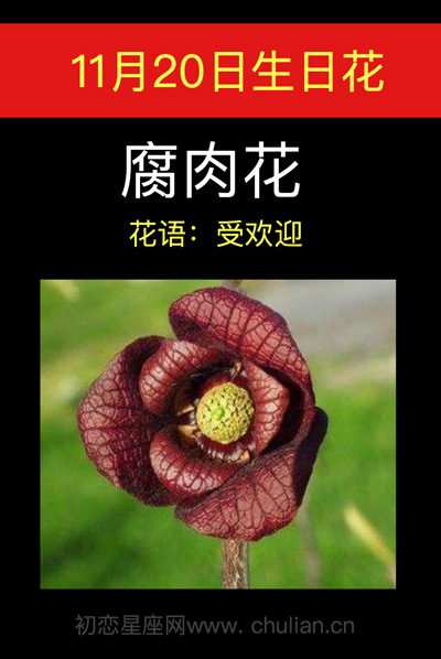 11月20日生日花腐肉花