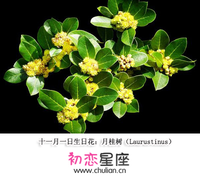 生日花语十一月