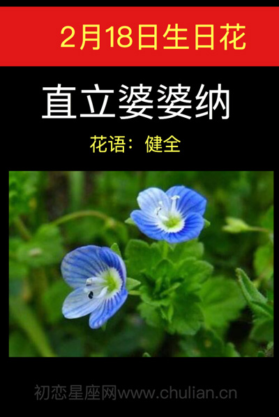 2月18日生日花直立婆婆纳