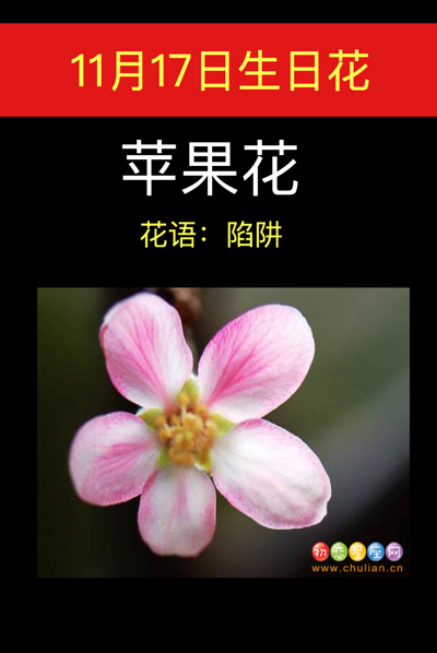 11月17日生日花苹果花