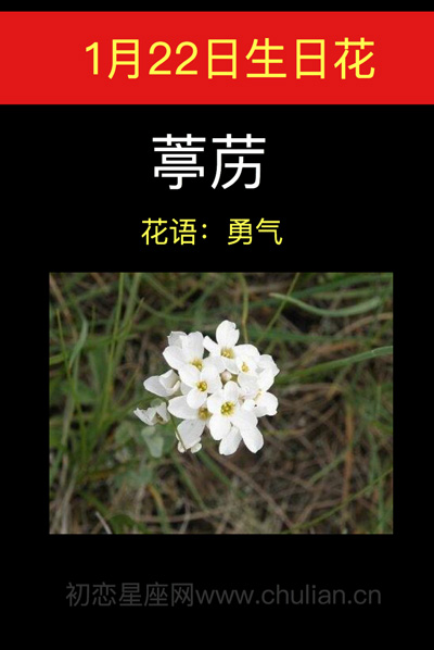 1月22日生日花葶苈