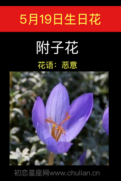 5月19日生日花附子花