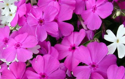 1月24日生日花:西洋薇