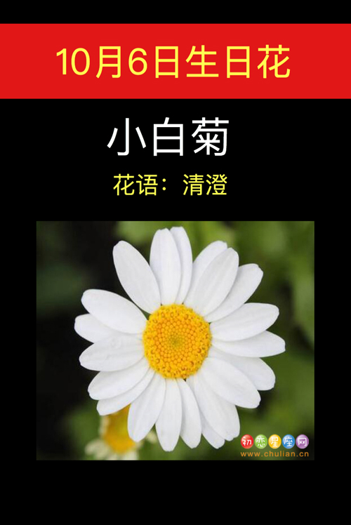 10月6日生日花小白菊