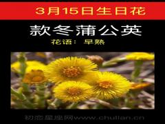 3月15日生日花-款冬蒲公英