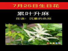 7月24日生日花-窄叶羽扇豆