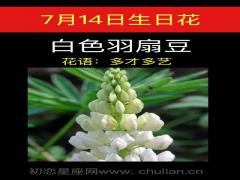 7月14日生日花-白色羽扇豆