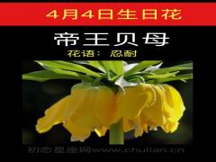 4月4日生日花-帝王贝母