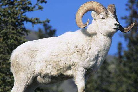 属羊人性格和脾气女