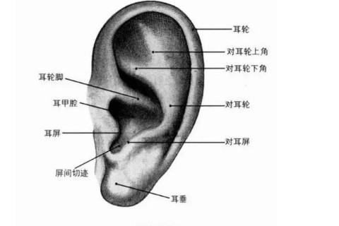 两只耳朵都有痣代表什么
