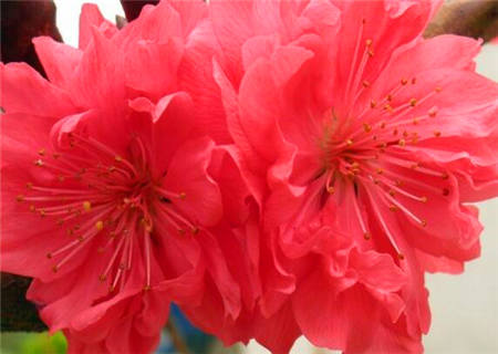 红艳桃花3朵图片