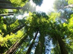 梦见参天大树