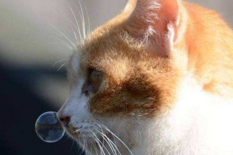梦到猫咬我的手