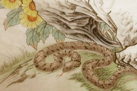 属蛇男人的性格特点有哪些