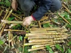 梦见拔笋