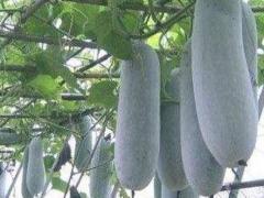 梦见送冬瓜