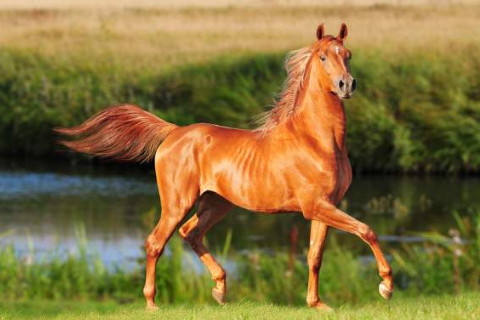 属马的性格和脾气男人