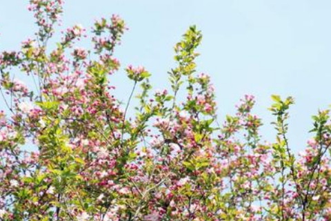 梦见漂亮的桃花
