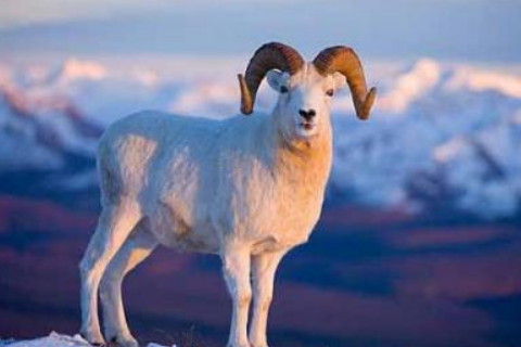 1991年属羊的人2021年运程