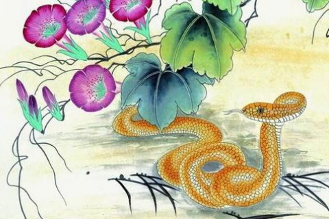 属蛇和属虎的婚配如何