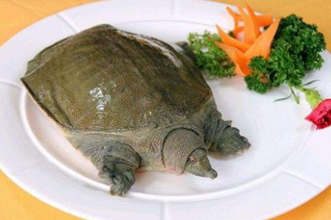 梦见整体甲鱼肉