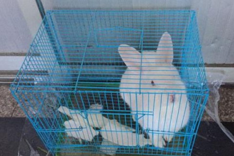 梦见兔子在笼子里