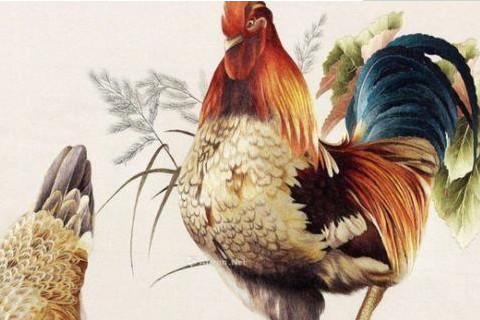 鸡年7月出生是什么命运