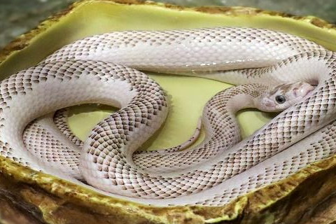 梦见白色大蟒蛇,代表了你当前的读书运势可以得到了提升,不少已经走出