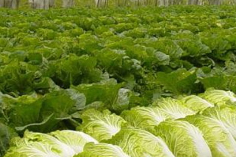 梦见满院白菜