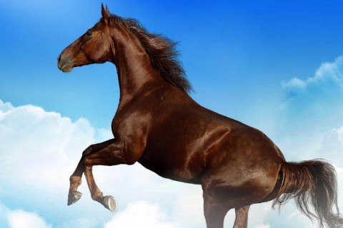 2002年属马2022年运势及运程02年20岁属马人的2022年每月运势详解