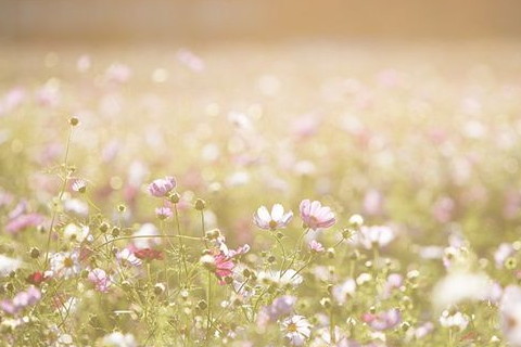 梦见自己抱花