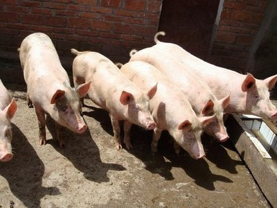 一群猪的照片搞笑图片