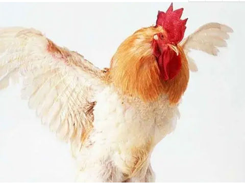 女鸡农历几月出生带偏财