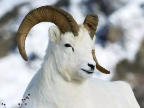 在恋爱中属羊男生会有怎样的心理活动