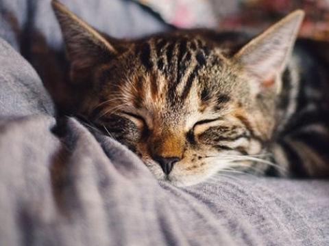 梦见一只猫