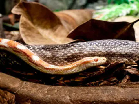 梦见自己养的蛇生蛇好不好梦见自己养的蛇生蛇,暗