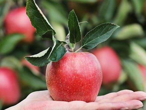 梦见苹果树上有苹果