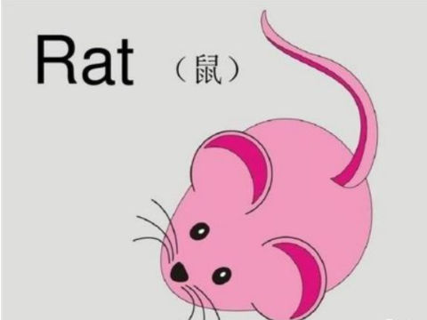 梦见老鼠跑了