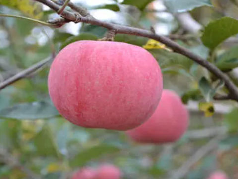 梦见树上的苹果