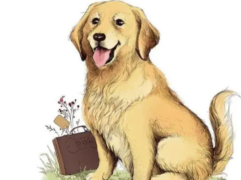 属狗和属羊的婚配好吗